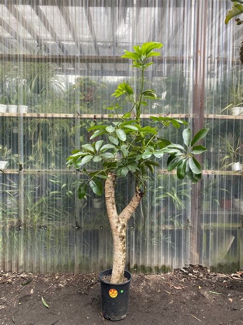 schefflera amate vs arboricola